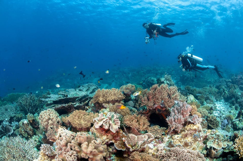 Yuk..Tengok Surganya Dunia  di Bawah Laut  Pulau Wakatobi